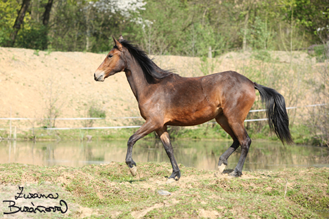 Paso Fino Colombiano