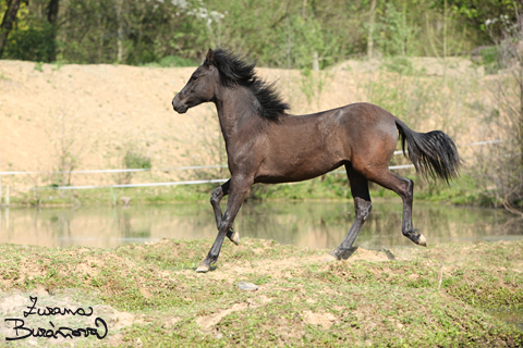 Paso Fino Colombiano