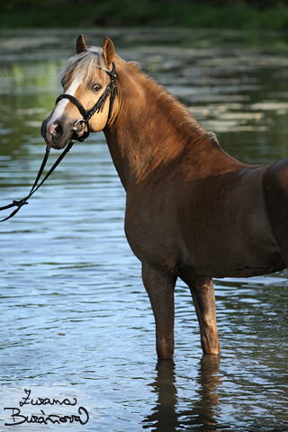 Hebec Del Aifr 3000