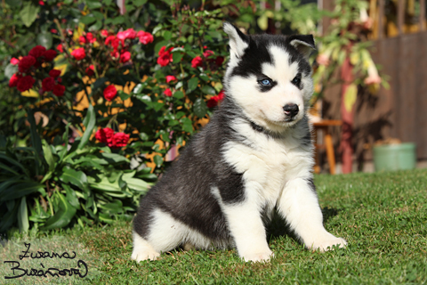 Sibisk husky na rozkvetl zahrdce