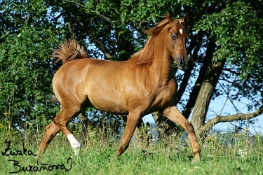 Kalif de Beaune