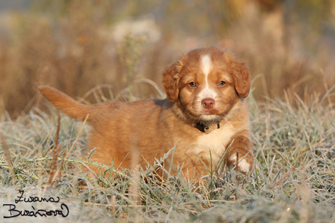 Nova Scotia Duck Tolling retriever Od Plumlovsk pehrady