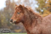 Shetland pony