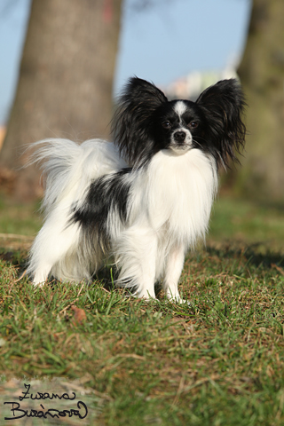 Papillon