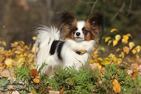 Papillon FILO CASTELO