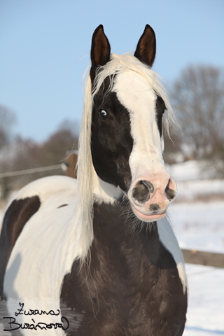 Paint horse