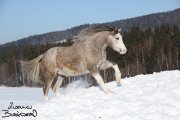 Baletka
