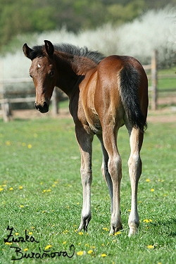 Appaloosa x PH klisnika Bonny