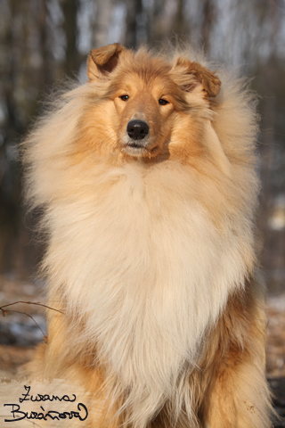 Arwen Abony van Golden Nachtigal