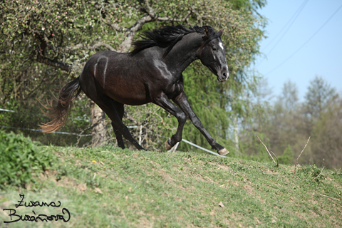 Andaluský kůň