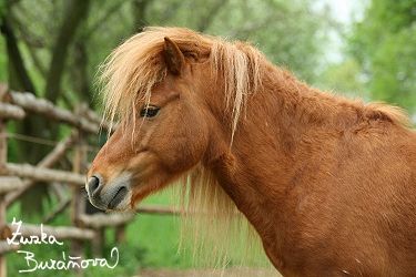 ZOO Brno