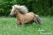 ZOO Brno