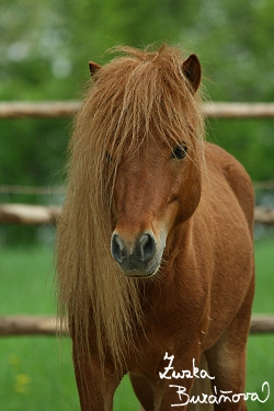 ZOO Brno