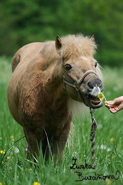 ZOO Brno