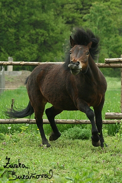 ZOO Brno