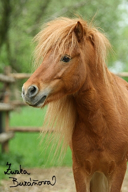 ZOO Brno