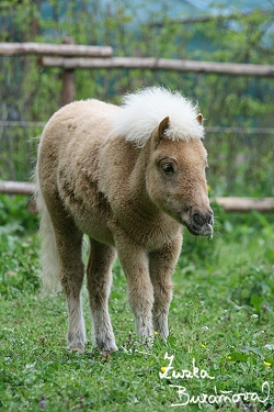 ZOO Brno