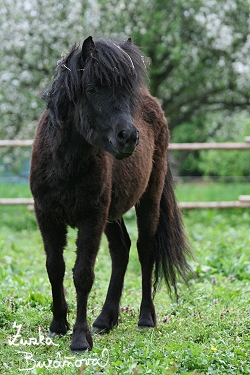 ZOO Brno