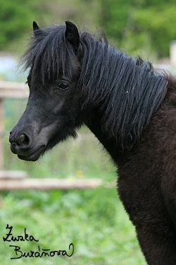 ZOO Brno