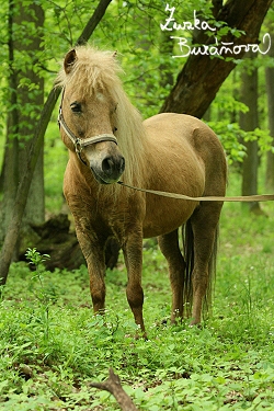 ZOO Brno