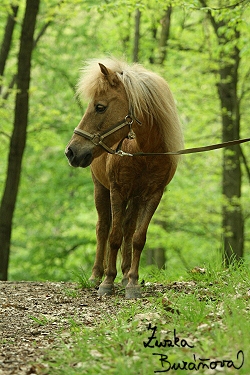 ZOO Brno