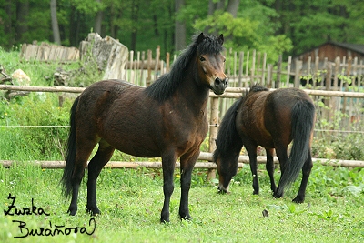 Ponci ze ZOO Brno kvten 2008