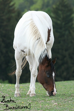 Paint horse