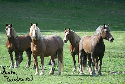 Chov Dvorka kvten 2008