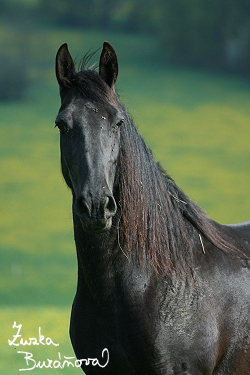 Starokladrubský kůň