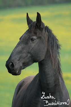 Starokladrubský kůň