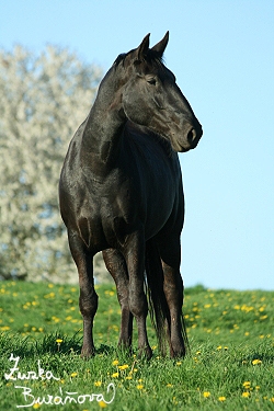 Starokladrubský kůň