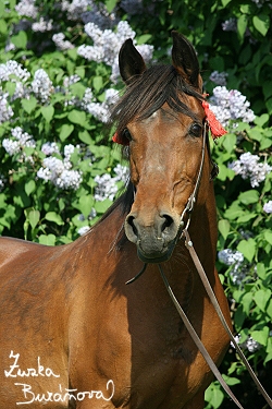 Klisna Sandra