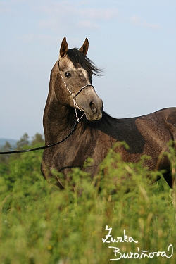 Hebec Nadzih