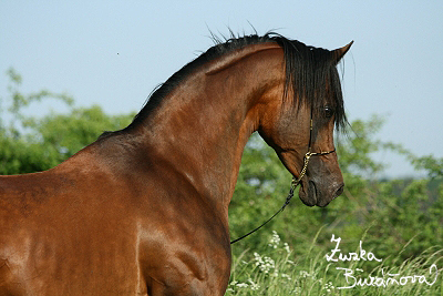 Al Qurquf Arabians kvten 2008 (prvn den)