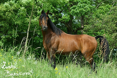 Hebec Ghazal Imdal