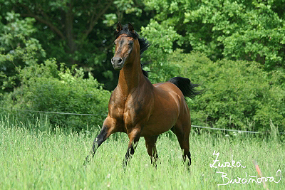 Al Qurquf Arabians kvten 2008 (druh den)