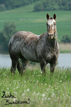 Appaloosa