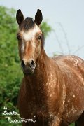 Appaloosa