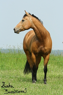 Klisna Golden Bar Tari