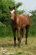 Appaloosa