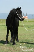 Fellsk pony