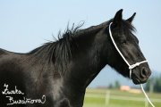 Fellsk pony