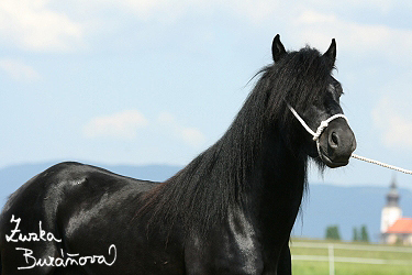 Fellsk pony