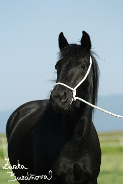 Fellsk pony