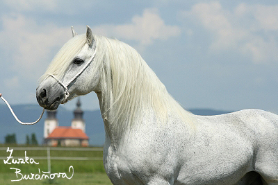 Fellský pony Střezov červen 2008