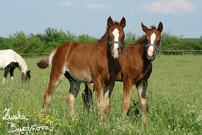 PB RANCH erven 2008