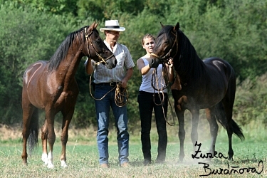 Paso Fino Colombiano