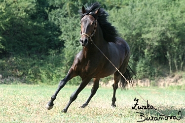 Klisna Islera del Gavilan