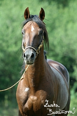 Hebec Bonachon del Rey