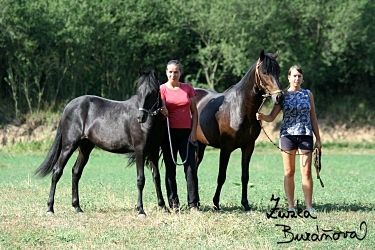 Paso Fino Colombiano